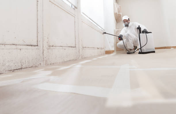 Black mold remediation team in Warfield